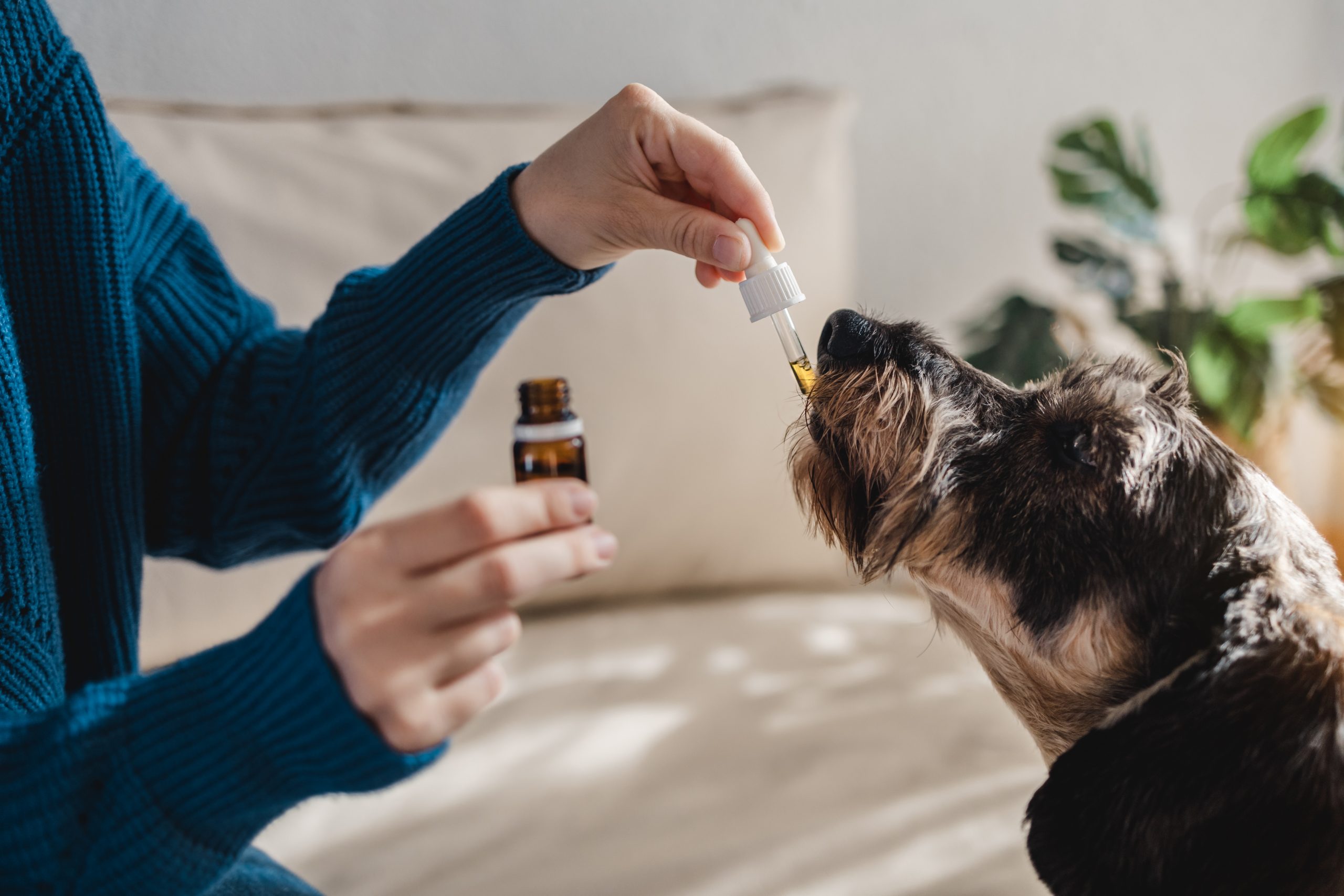 Pourquoi donner du CBD à mon chien